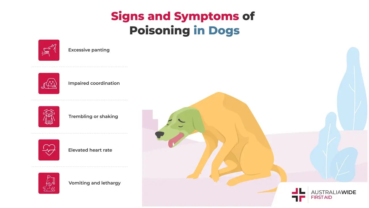 Infographic about Poisoning in Dogs